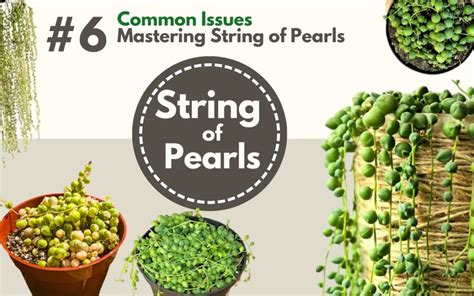 string rot|Common Problems of String of Pearls and How To Fix Them